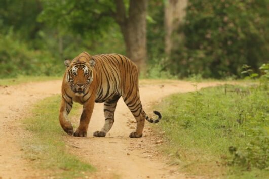 mudumalai-tour-package