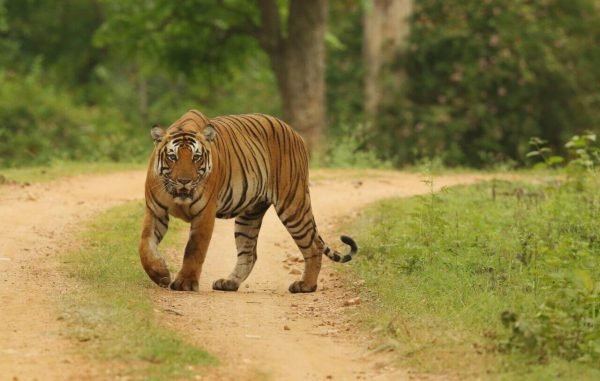 mudumalai-tour-package