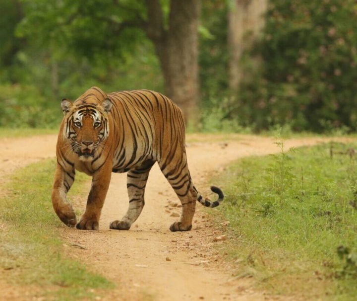 mudumalai-tour-package