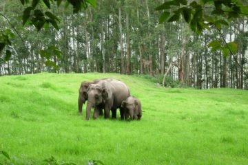 munnar-tour-package-2