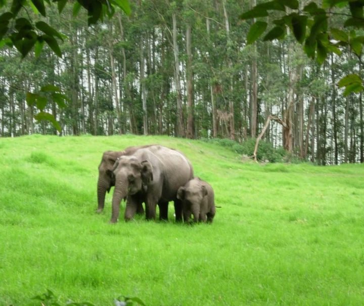 munnar-tour-package-2
